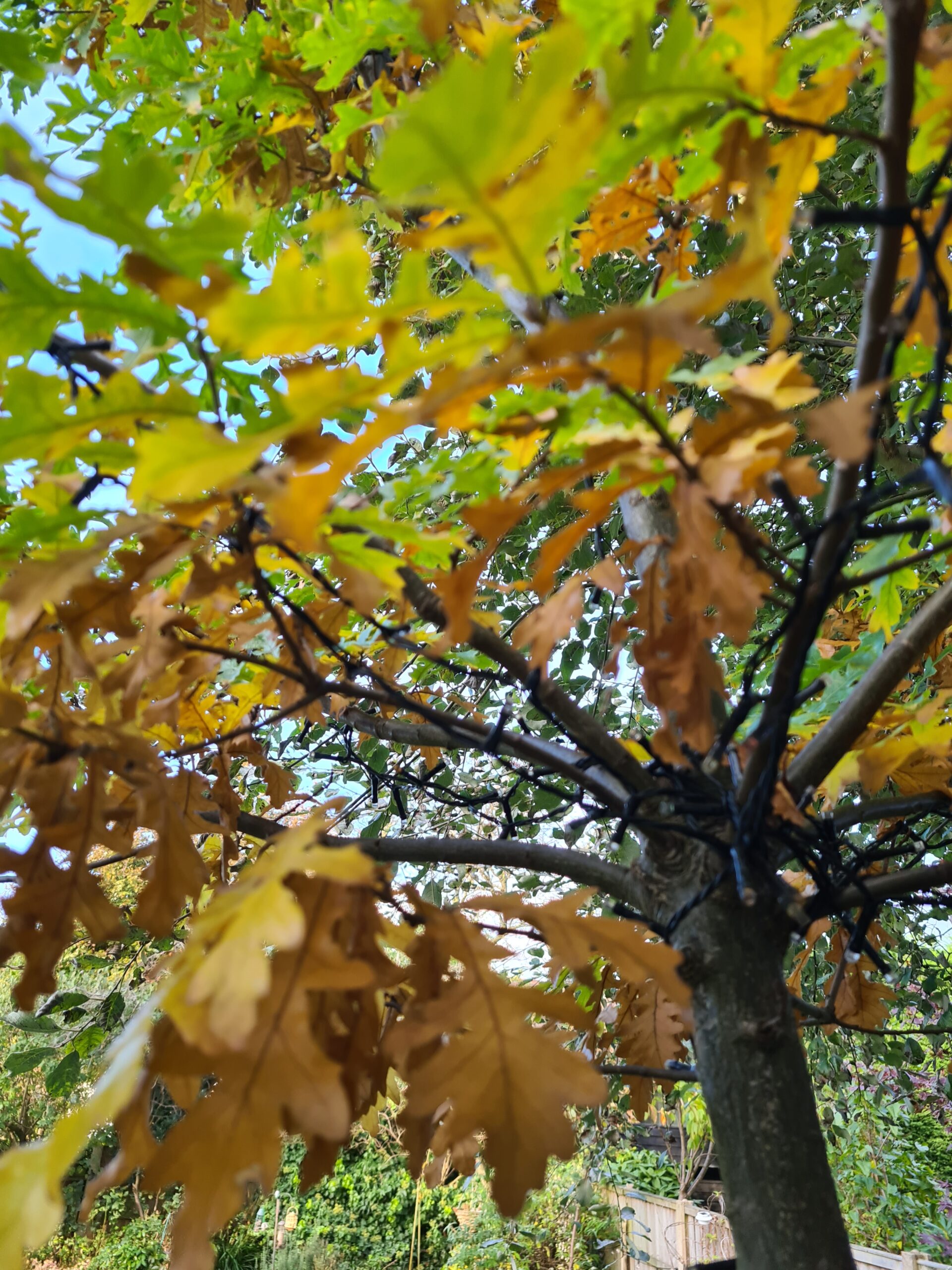 Close up of green and brown oak leaves, October 2022