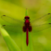 Picture of a red fuzzy dragonfly with transparent wings spread out. Blurred green leaves in the background.