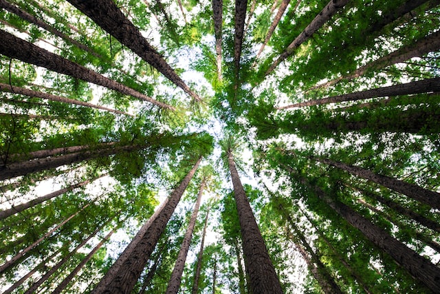 Upward image of a group of trees from below. The trees rise up towards the sky to converge at the top. By Arnaud Mesureur on Unsplash