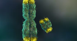 X and Y chromosomes in green with yellow tips by Nathan Devery from-Shutterstock via The Conversation.png
