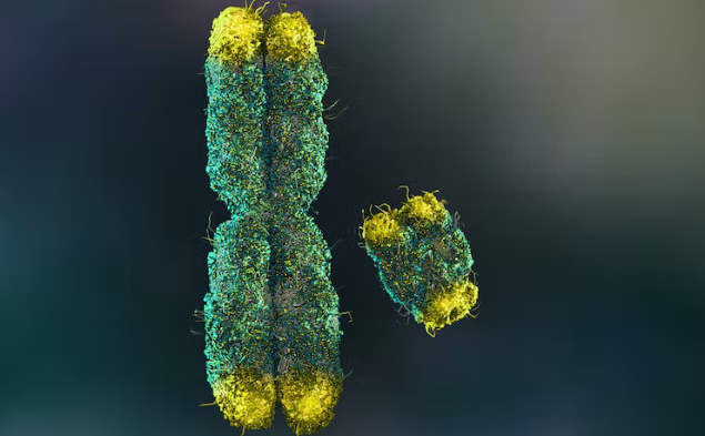 X and Y chromosomes in green with yellow tips by Nathan Devery from-Shutterstock via The Conversation.png