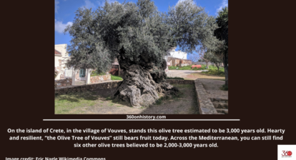 On the island of Crete, in the village of Vouves, stands an olive tree estimated to be 3,000 years old. Hearty and resilient, “the Olive Tree of Vouves” still bears fruit today.