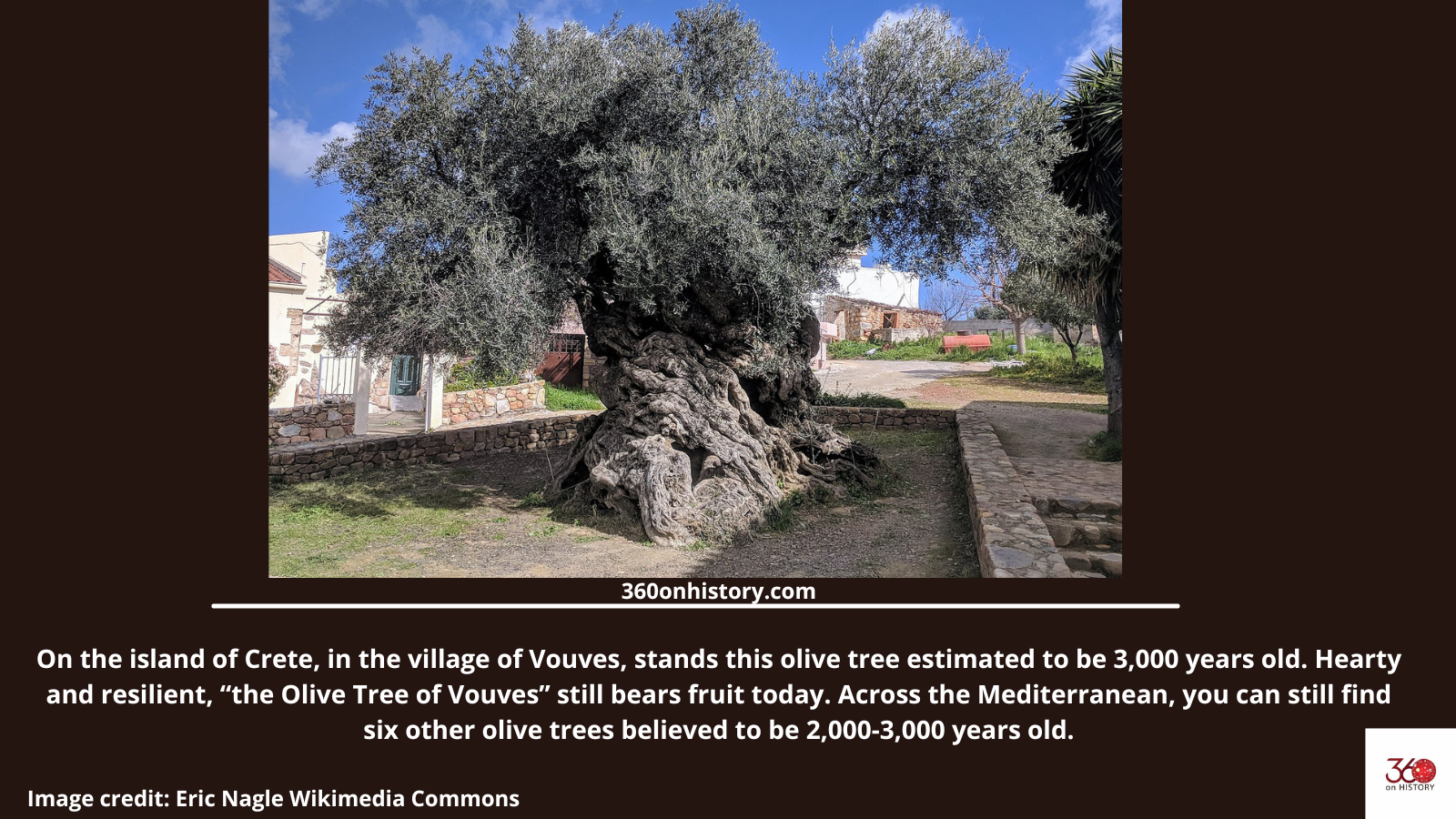 On the island of Crete, in the village of Vouves, stands an olive tree estimated to be 3,000 years old. Hearty and resilient, “the Olive Tree of Vouves” still bears fruit today.