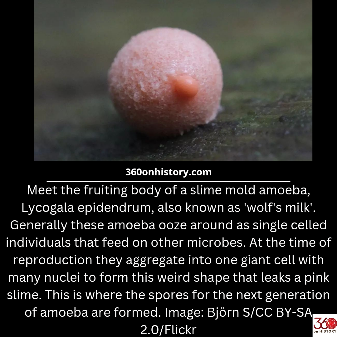 Picture of pink fruiting body of slime mold Wolf's milk with text below describing the object.