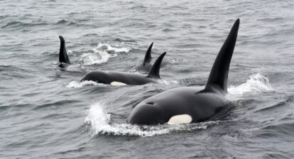 Black and white orcas in water with fins and upper body above water during daytime.