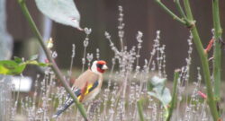 A goldfinch perched on a stem of a planet with some brown grasses in the background. A new study says that Britain has lost 73 million birds over the last 50 years