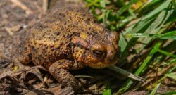 A cane toad on brown soil with some green grass to the right. Lucas van Oort on Unsplash