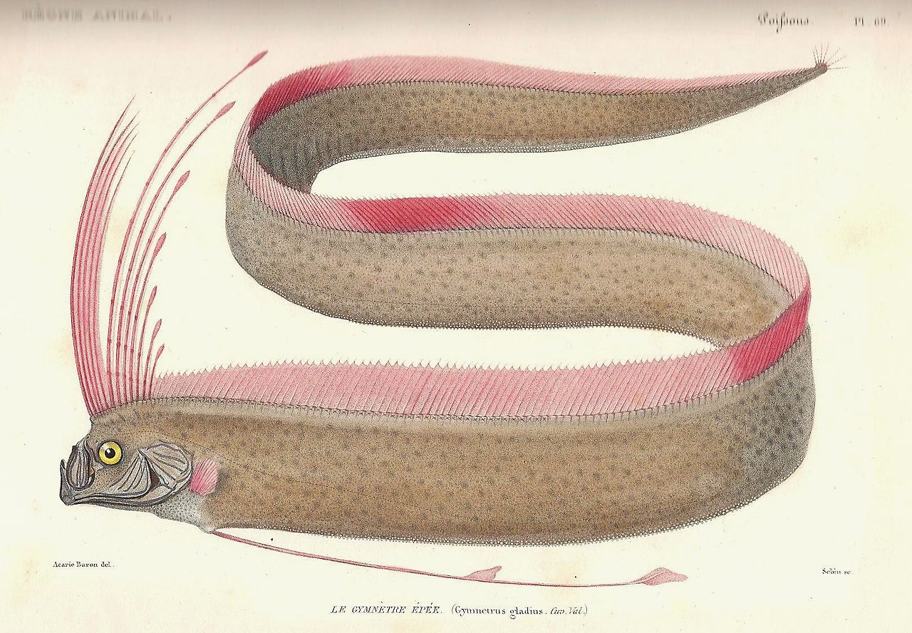 An undulating fish known as the Giant Oarfish. It is beige in colour with a pinkish red dorsal fin along its entire body and a pink crest on its head.