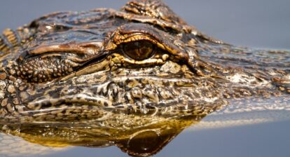 Close up of a crocodile in water with focus on its head and eye. Photo by Joshua J. Cotten on Unsplash