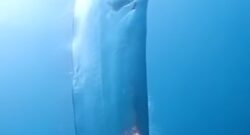 Giant Oarfish
