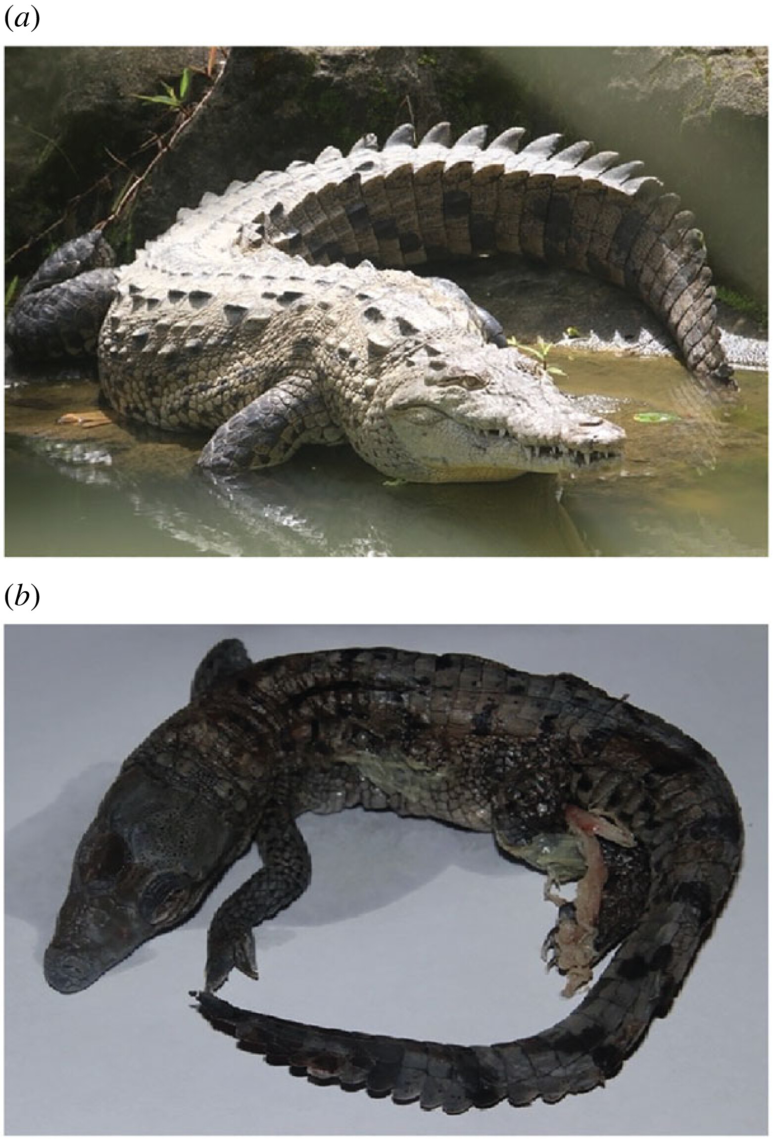Figure 1. (a) Adult American crocodile, Crocodylus acutus. Photo courtesy of Q. Dwyer. (b) Stillborn fetus of American crocodile, Crocodylus acutus, Parthenogen. Photo courtesy of Q. Dwyer.