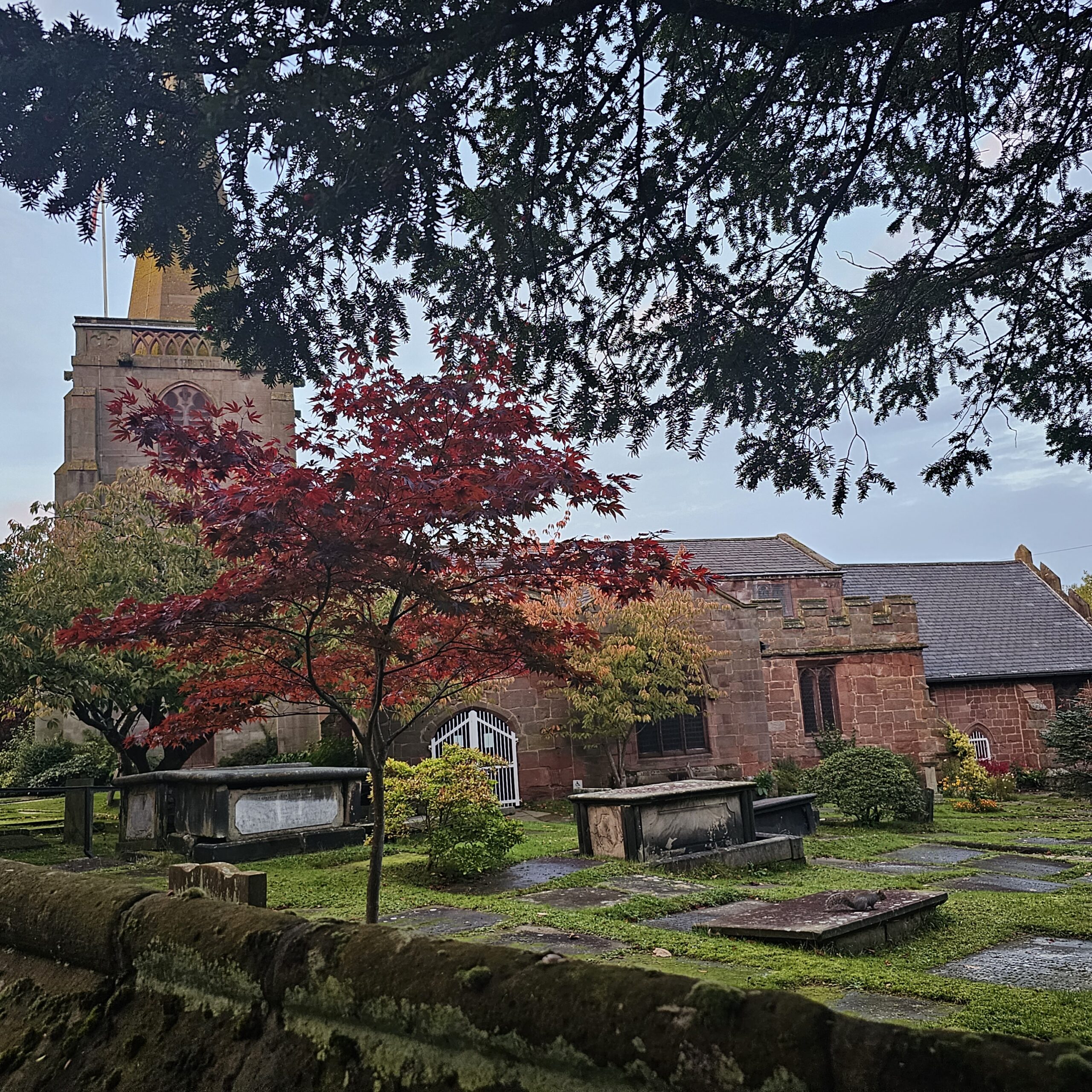 A red Japanese Maple with a church in the background.