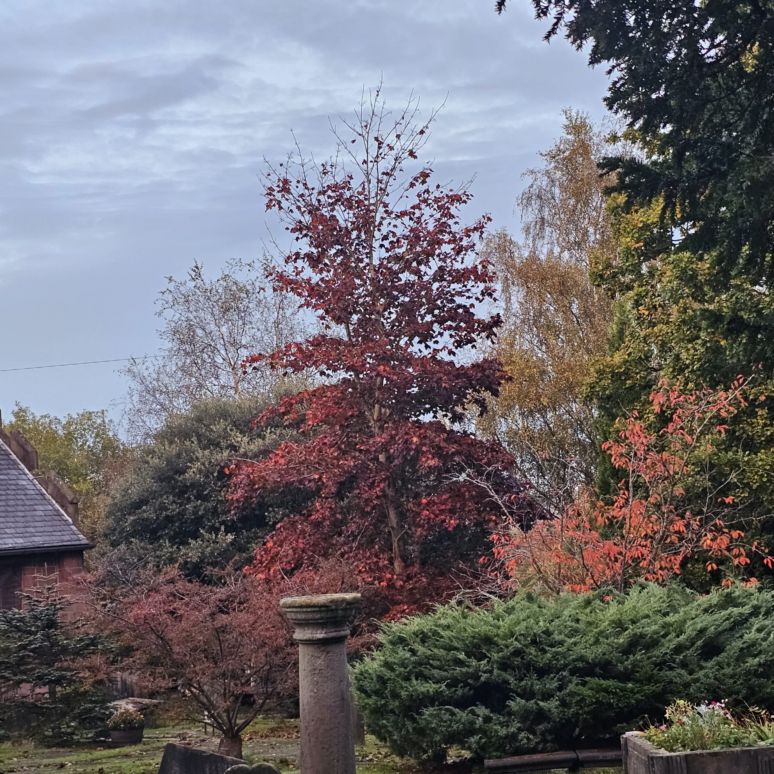 A green Bush and a red tree as well as some green trees. Colours of Autumn.