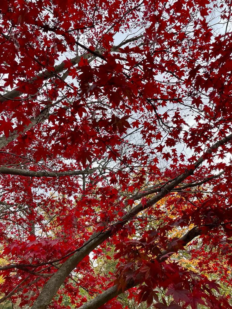 Close up of the branches of a sugar maple with bright red leaves.