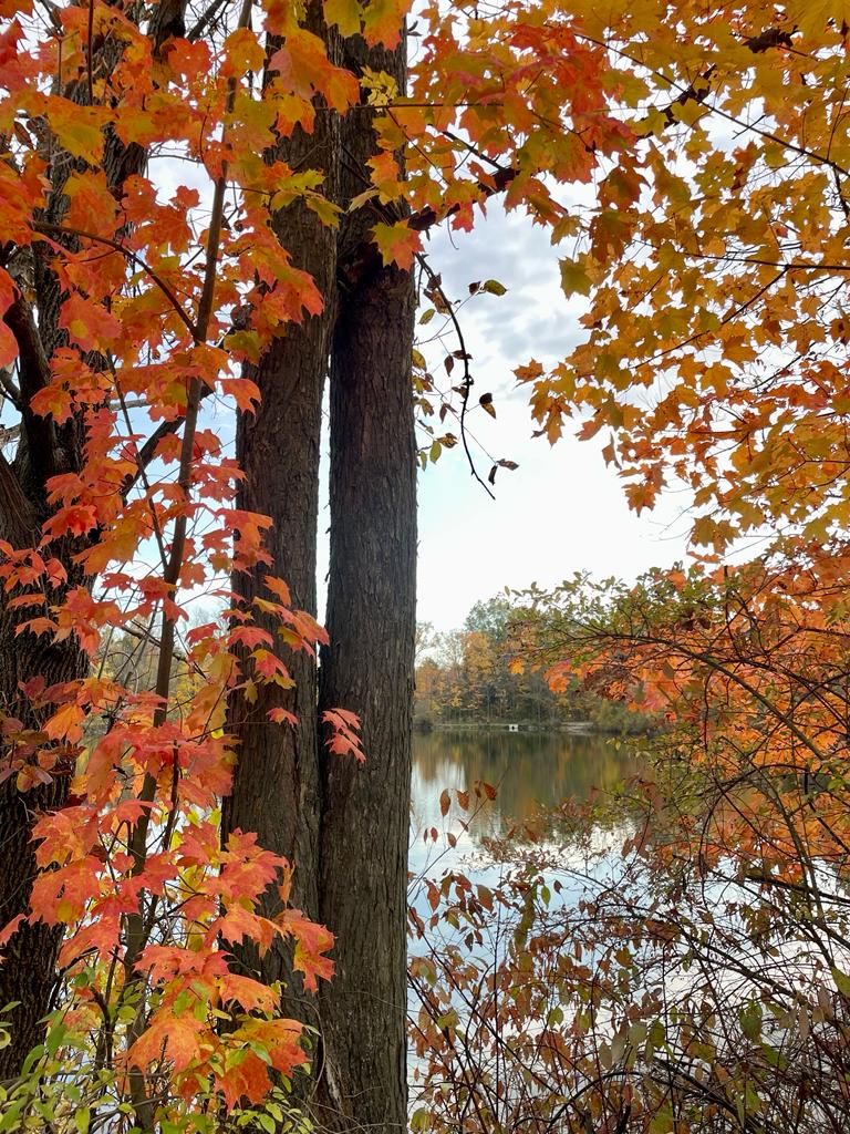 A lake can be seen through trees and leaves that are turning orange