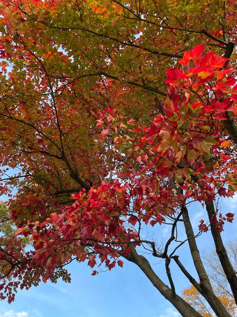 Tree leaves turning colour, showing bright re