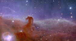 Euclid’s view of the Horsehead Nebula