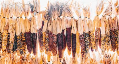 Different varieties and colours of maize / corn on the con line up. Photo by Sunira Moses on Unsplash