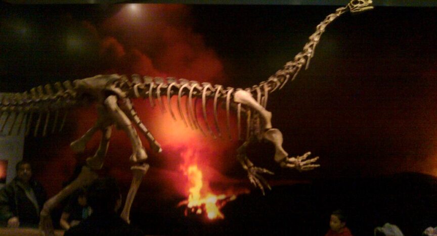 Reconstructed skeleton on display in the Royal Ontario Museum