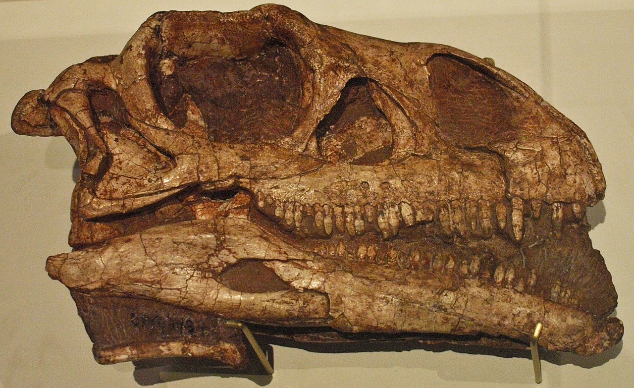 Skull of the neotype specimen (BP/1/4934) of M. carinatus