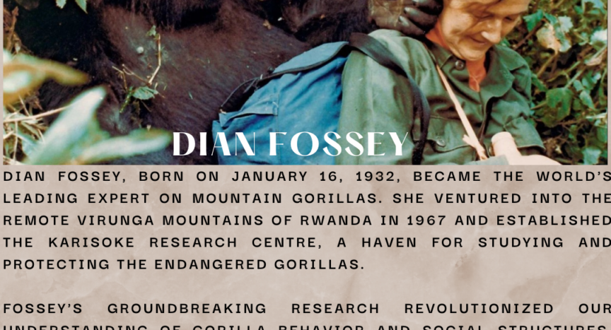 Image of Dian Fossey with a mountain gorilla behind her, touching her her with his hands. Text below says "Dian Fossey, born on January 16, 1932, became the world's leading expert on mountain gorillas. She ventured into the remote Virunga Mountains of Rwanda in 1967 and established the Karisoke Research Centre, a haven for studying and protecting the endangered gorillas. Fossey's groundbreaking research revolutionized our understanding of gorilla behavior and social structures. She spent years observing them in their natural habitat, earning their trust and documenting their complex lives. She started an international campaign against poaching, especially after the tragic death of her beloved gorilla, Digit. Her murdered body was found on December 26, 1985 in Rwanda. She was probably killed by poachers.
