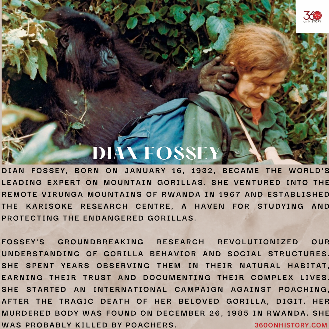 Image of Dian Fossey with a mountain gorilla behind her, touching her her with his hands. Text below says "Dian Fossey, born on January 16, 1932, became the world's leading expert on mountain gorillas. She ventured into the remote Virunga Mountains of Rwanda in 1967 and established the Karisoke Research Centre, a haven for studying and protecting the endangered gorillas. Fossey's groundbreaking research revolutionized our understanding of gorilla behavior and social structures. She spent years observing them in their natural habitat, earning their trust and documenting their complex lives. She started an international campaign against poaching, especially after the tragic death of her beloved gorilla, Digit. Her murdered body was found on December 26, 1985 in Rwanda. She was probably killed by poachers.