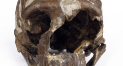 Homo neanderthalensis cranium (Tabun 1) © The Trustees of the Natural History Museum, London