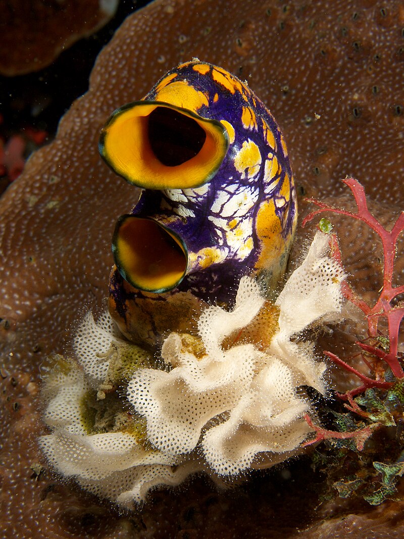 The colorful Polycarpa aurata sits in a bed of white bryozoans (Triphyllozoon inornatum).