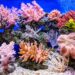 Live corals in many colours mainly pink and red.